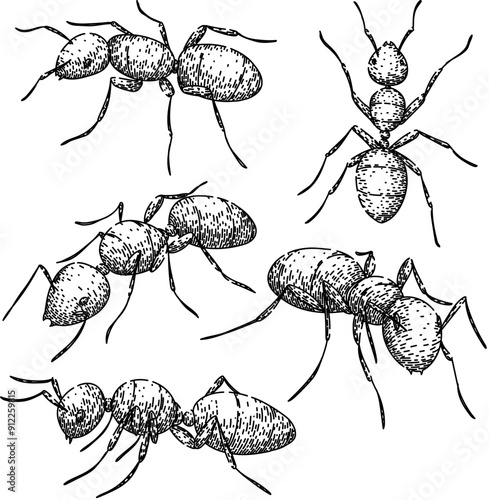 ant set hand drawn. queen worker, soldier nest, foraging insect ant vector sketch. isolated black illustration
