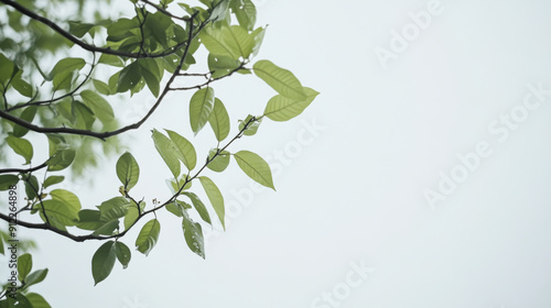 Lush green foliage background with fresh leaves on vibrant branches