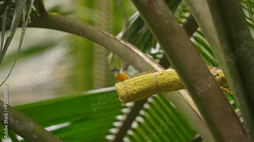 Madu kelapa or The brown-throated sunbird (Anthreptes malacensis) eating coconut flower in the garden photo