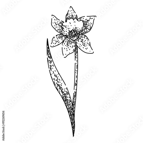 yellow daffodil hand drawn. bulb narcissus, perennial petals, fragrance beauty yellow daffodil vector sketch. isolated black illustration