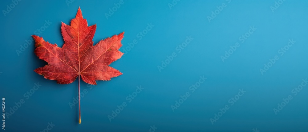 Red Maple Leaf on Blue Background Red Maple Leaf on Blue Background