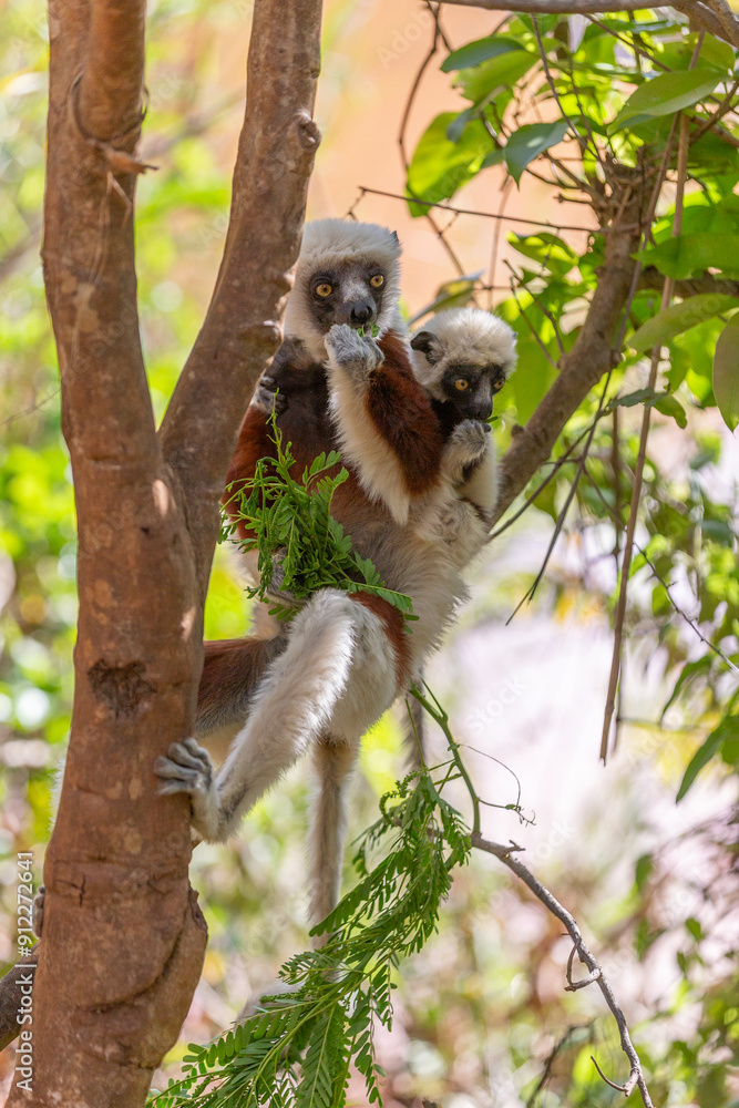 Fototapeta premium Africa, Madagascar, Anosy, Berenty Reserve. Ring-tailed lemur, Lemur catta. Portrait