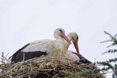 Two White Storks sitting in the nest