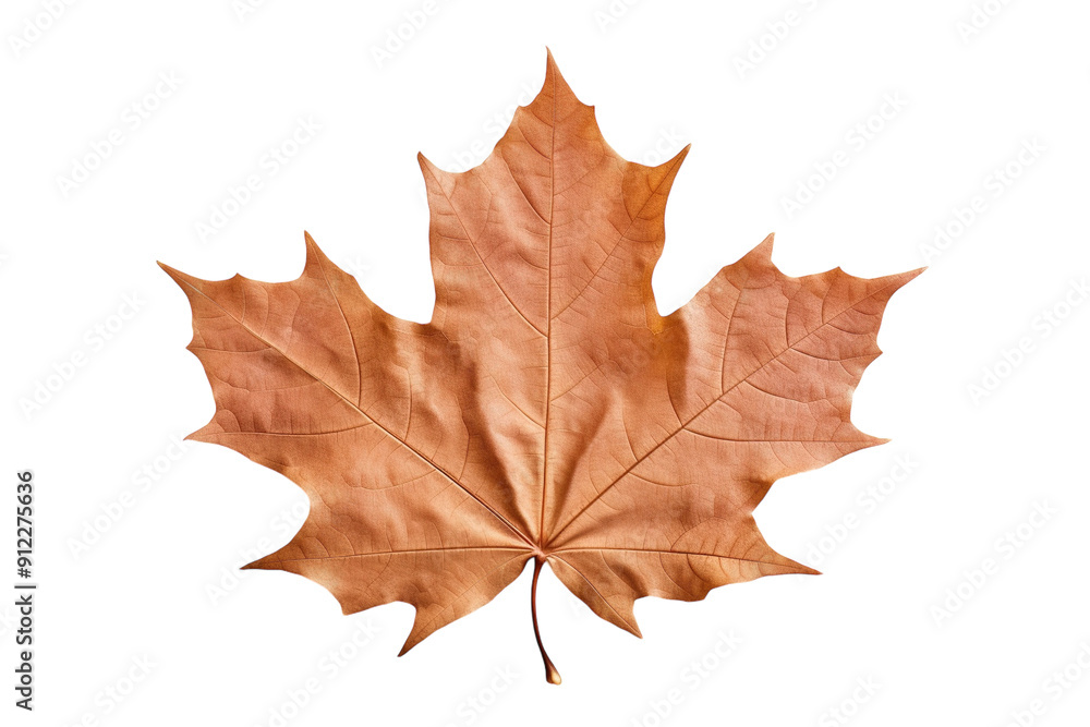 Obraz premium A Single Autumn Maple Leaf Isolated Against A White Background on a White or Clear Surface PNG Transparent Background.