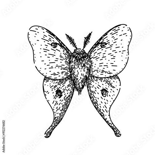 metamorphosis night moth hand drawn. lepidoptera scales, flutter crepuscular, pheromones chrysalis metamorphosis night moth vector sketch. isolated black illustration