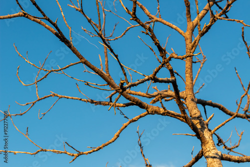 Tree Branches with Bright Blue Sky Background