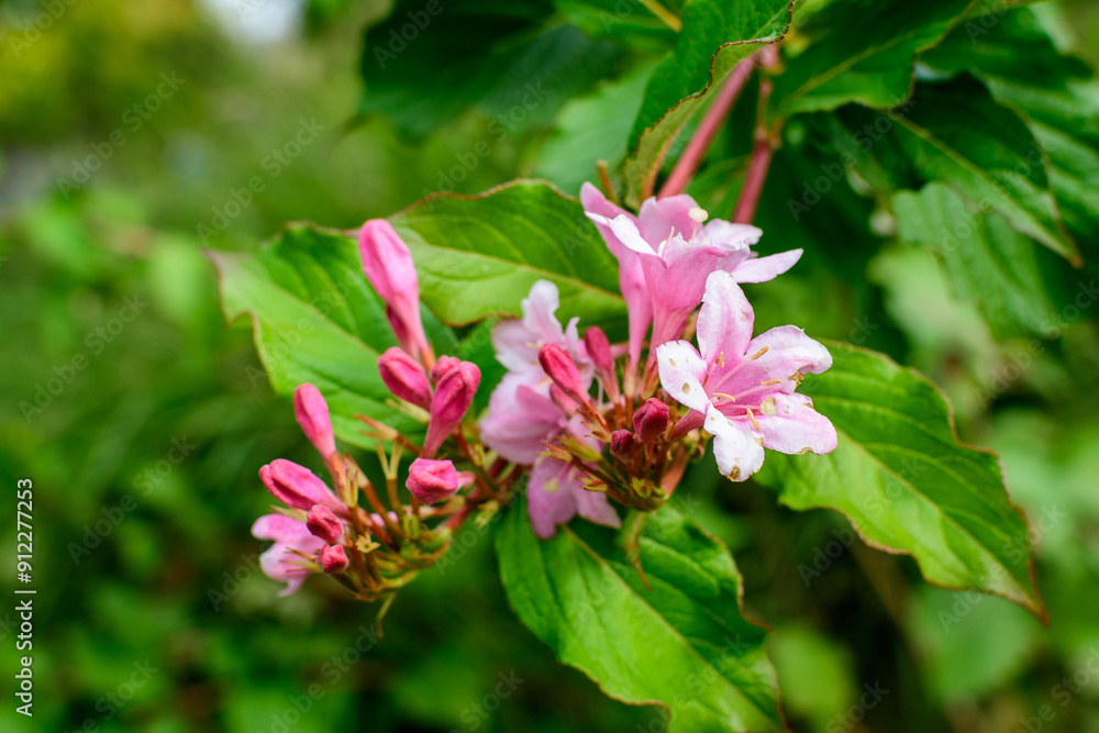 Many light pink flowers of Weigela florida plant with flowers in full bloom in a garden in a sunny spring day, beautiful outdoor floral background photographed with soft focus. Many light pink flowers of Weigela florida plant with flowers in full bloom in a garden in a sunny spring day, beautiful outdoor floral background photographed with soft focus.