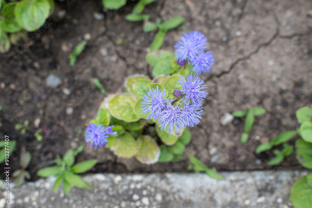 Large group of blue flowers of Ageratum houstonianum plant commonly known as lossflower, bluemink, blueweed or Mexican paintbrush in a a garden in a sunny summer garden, textured floral background. Large group of blue flowers of Ageratum houstonianum plant commonly known as lossflower, bluemink, blueweed or Mexican paintbrush in a a garden in a sunny summer garden, textured floral background.
