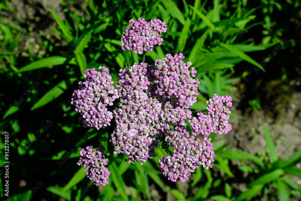 Close up of beautiful vivid pink magenta flowers of Achillea millefolium plant, commonly known as yarrow, in a garden in a sunny summer day. Close up of beautiful vivid pink magenta flowers of Achillea millefolium plant, commonly known as yarrow, in a garden in a sunny summer day.
