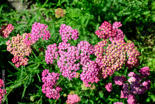 Close up of beautiful vivid pink magenta flowers of Achillea millefolium plant, commonly known as yarrow, in a garden in a sunny summer day..