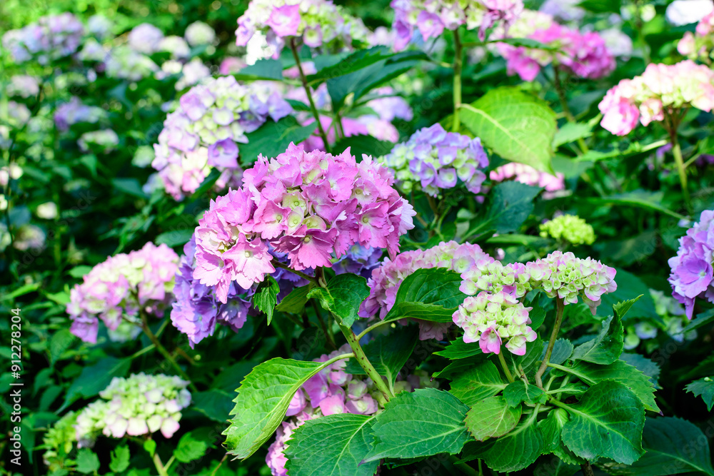 Magenta pink hydrangea macrophylla or hortensia shrub in full bloom in a flower pot, with fresh green leaves in the background, in a garden in a sunny summer day. Magenta pink hydrangea macrophylla or hortensia shrub in full bloom in a flower pot, with fresh green leaves in the background, in a garden in a sunny summer day.