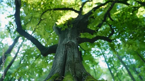 Low-angle shot of a tree with sprawling roots,