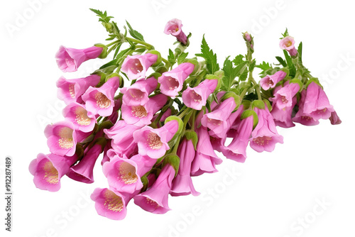 Wallpaper Mural A Delicate Cluster of Pink Bellflowers Blooming in the Summer Sun on a White or Clear Surface PNG Transparent Background. Torontodigital.ca