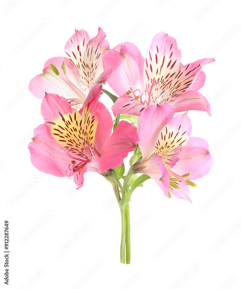 Obraz premium Beautiful pink alstroemeria flowers isolated on white