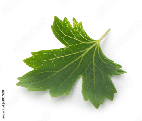 One green blackcurrant leaf isolated on white