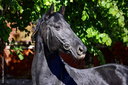 Obraz na płótnie Black race horse portrait in nature background w salonie