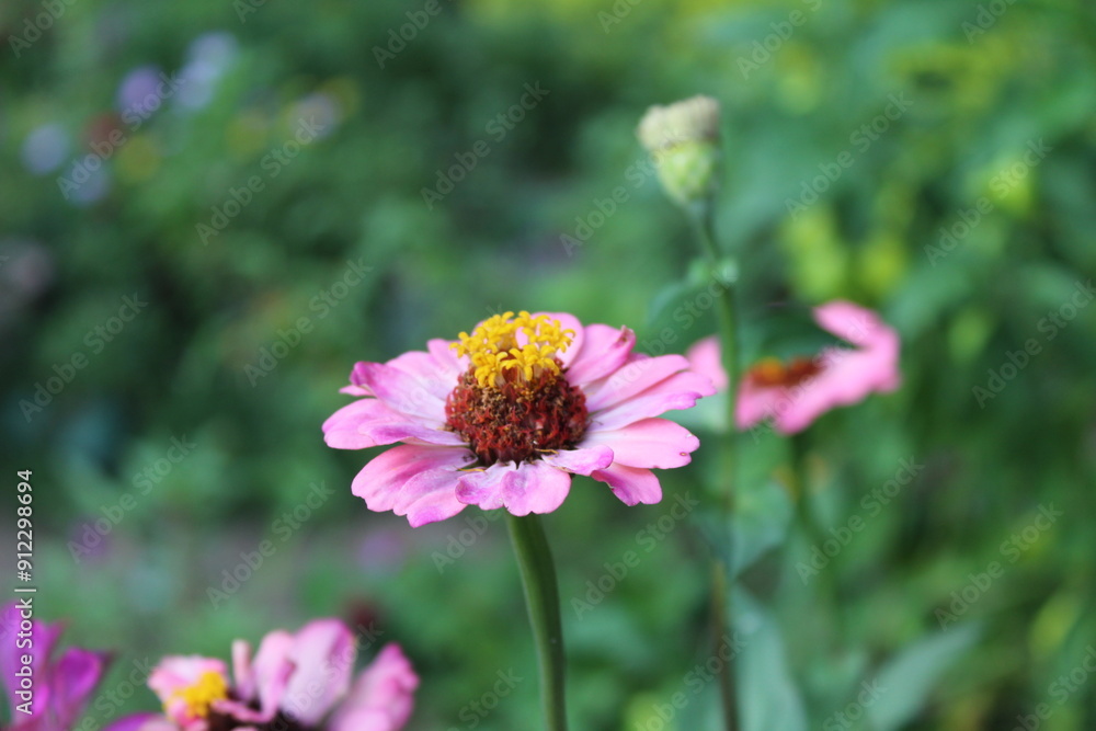 Zinnia, Old-fashioned, old maid, and Zennia elegans flowers Zinnia, Old-fashioned, old maid, and Zennia elegans flowers