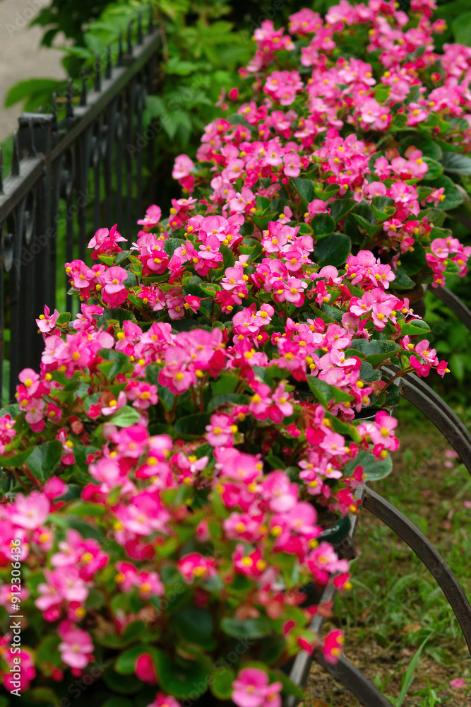Begonia flowers in a city flowerbed. Urban landscape in the form of flowers and hedges. Begonia flowers in a city flowerbed. Urban landscape in the form of flowers and hedges.