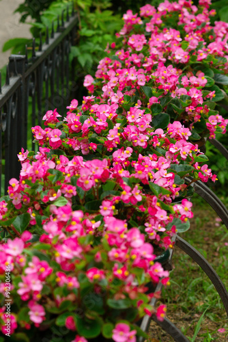 Begonia flowers in a city flowerbed. Urban landscape in the form of flowers and hedges.