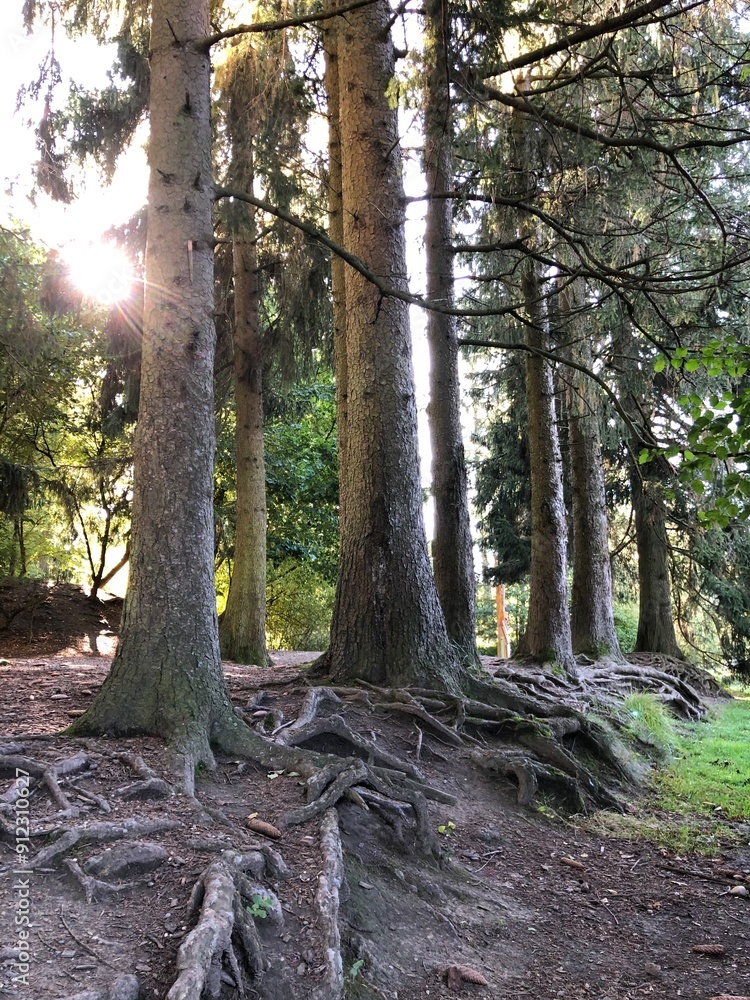 Wald Wald