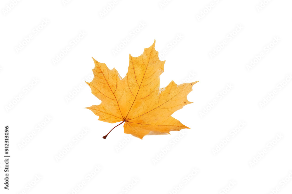 A Single Golden Maple Leaf Against a Pristine White Background on a White or Clear Surface PNG Transparent Background A Single Golden Maple Leaf Against a Pristine White Background on a White or Clear Surface PNG Transparent Background