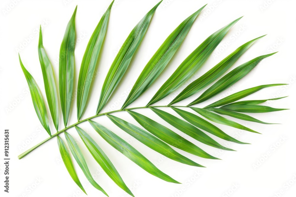tropical palm leaf isolated on a pristine white background the vibrant green fronds create a striking contrast evoking thoughts of exotic vacations and natural beauty tropical palm leaf isolated on a pristine white background the vibrant green fronds create a striking contrast evoking thoughts of exotic vacations and natural beauty