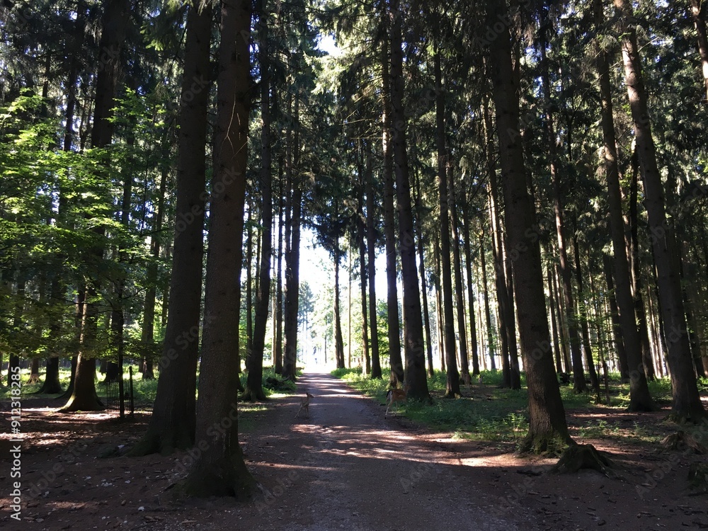 Wald Wald
