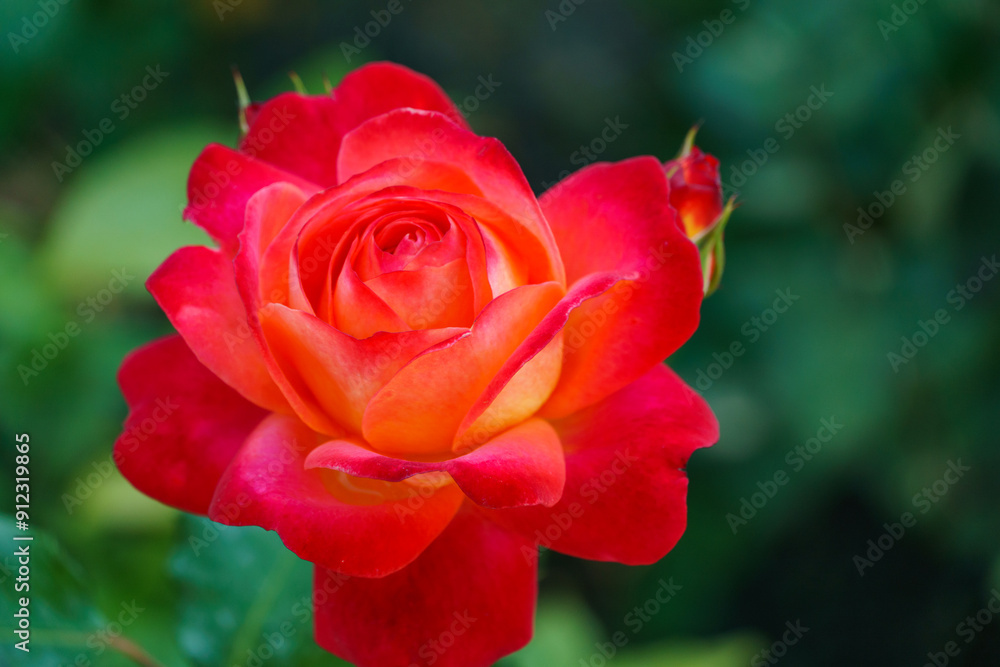 Luxurious bright red rose against the background of lush green garden. Close-up. Selective focus. Romantic love theme. Luxurious bright red rose against the background of lush green garden. Close-up. Selective focus. Romantic love theme.