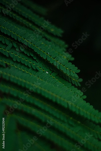 leaf Green macro water drop