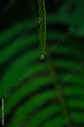 leaf Green macro water drop