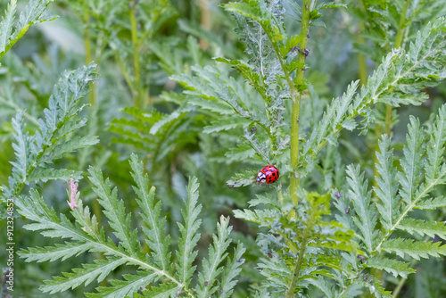 close up of a ladybird and aphids on a achillea filipendulina ( yarrow) plant in summer photo