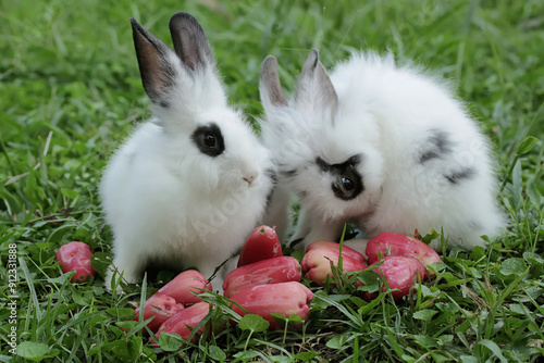 A pair of rabbits are eating ripe water apples that have fallen onto the grass. This rodent has the scientific name Lepus negricollis. photo