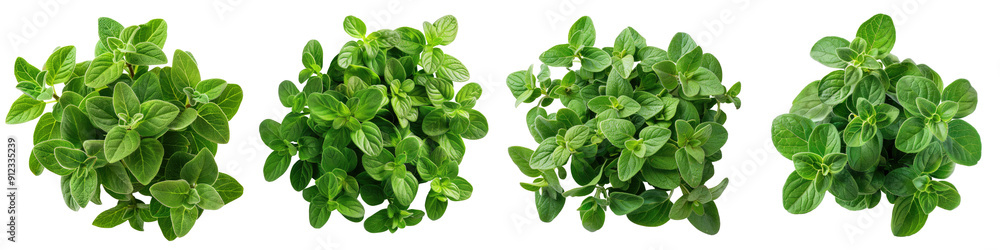 Oregano isolated on a transparent background - Highlighting its aromatic green leaves and delicate texture - Clean and natural composition with soft, even lighting - Studio photography focusing on the Oregano isolated on a transparent background - Highlighting its aromatic green leaves and delicate texture - Clean and natural composition with soft, even lighting - Studio photography focusing on the