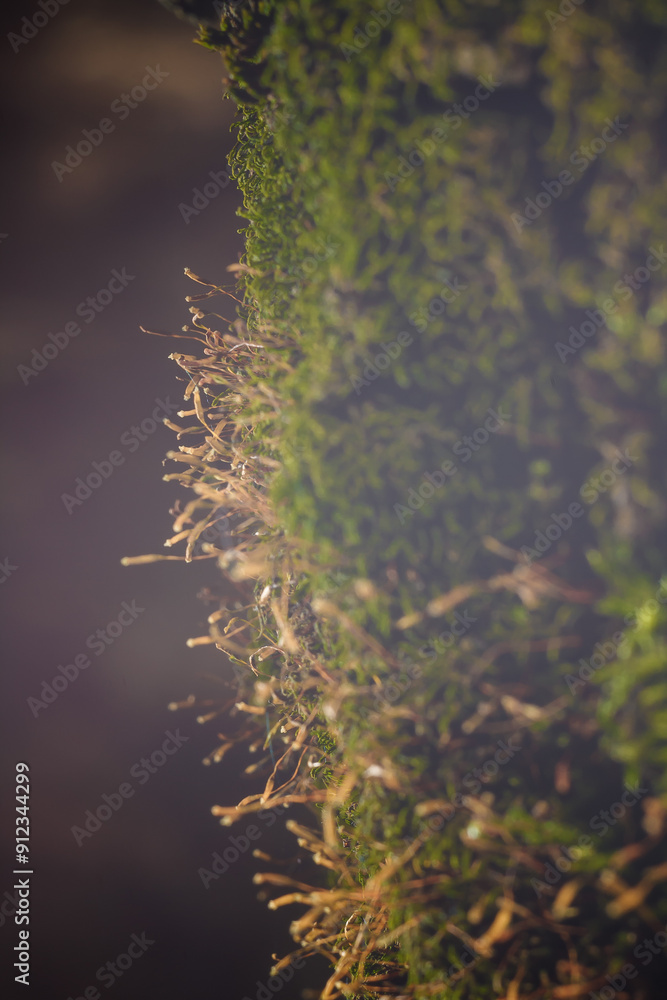 image to crop