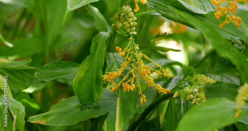 Globba winitii (Globba) plant, The colorful of yellow wild ginger flowers. Feature look like the flying swans.