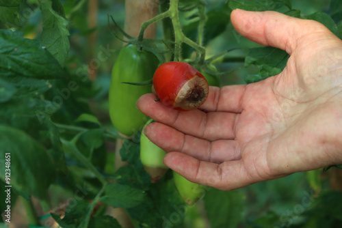 Farmer’s hands holding ripe and unripe tomatoes with Apical rot disease on plant in the vegetable garden on summer