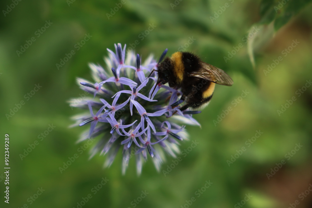 Bombus on Echinops ritro flowers in the garden. Bumble bee on blue globe thistles plants on summer Bombus on Echinops ritro flowers in the garden. Bumble bee on blue globe thistles plants on summer