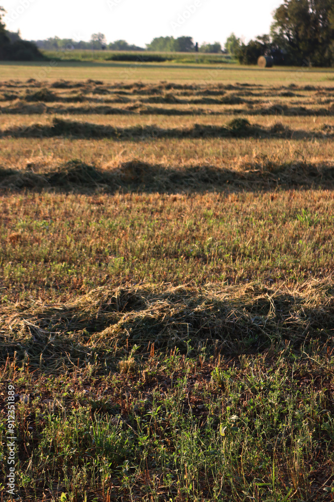 Cut alfalfa field ready to be baled at dawn. Agricultural landscape on summer season Cut alfalfa field ready to be baled at dawn. Agricultural landscape on summer season