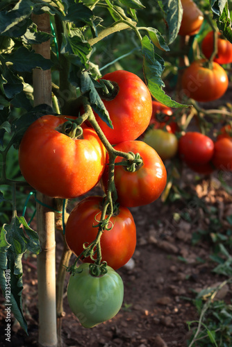 Close-up of red ripe Optima big tomatoes on plant in the vegetable garden on summer 