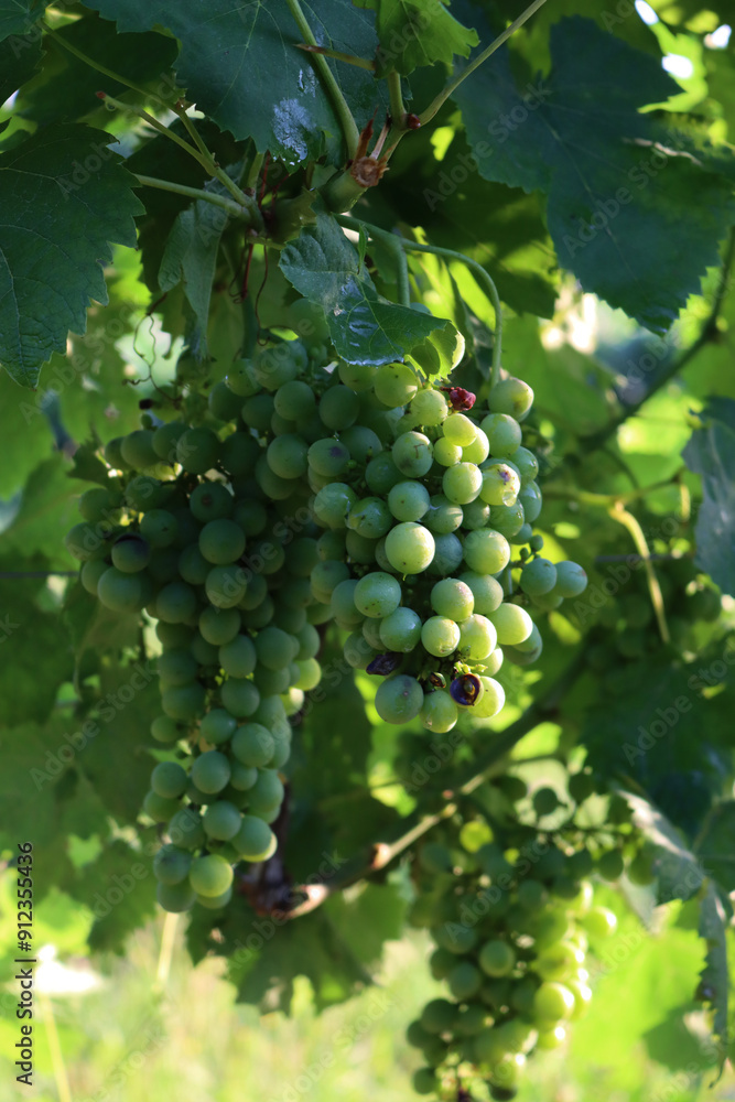 Close-up of white Pinot grapes on plant in the vineyard in Italy at dawn Close-up of white Pinot grapes on plant in the vineyard in Italy at dawn