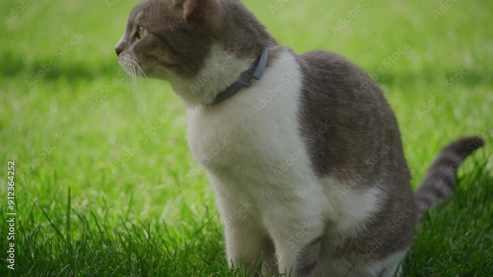 Side View of a Cat on a Green Lawn Side View of a Cat on a Green Lawn