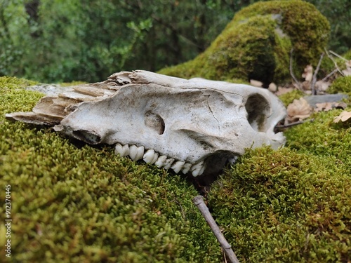 A weathered animal skull on lush green moss, highlighting the cycle of nature where life and death coexist harmoniously in the forest.