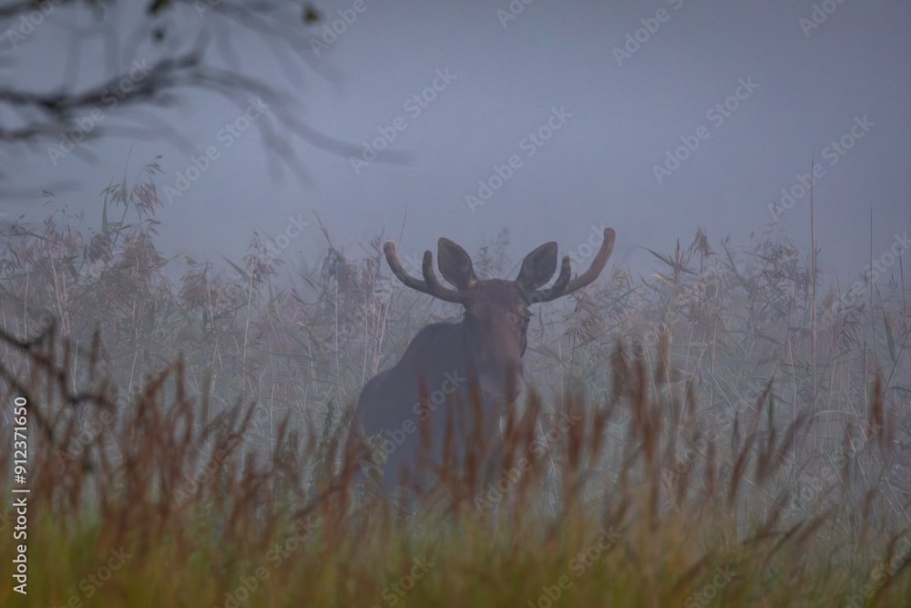 moose in the woods