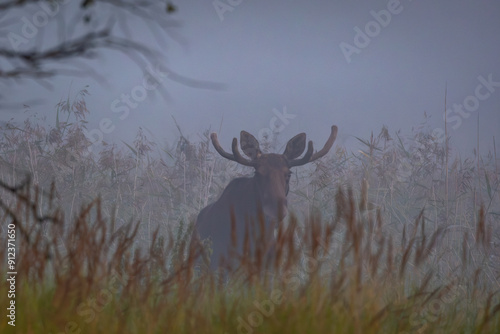 Obraz na płótnie moose in the woods w salonie