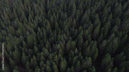 4k aerial footage of pine forest - birds eye view of green spruce trees in late summer - environmental consciousness	