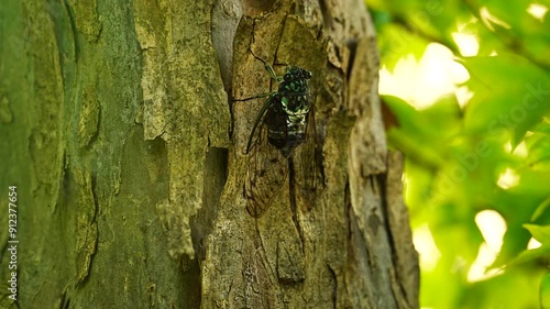 The sound of  Hyalessa maculaticollis (robust cicada) singing [sound on] photo