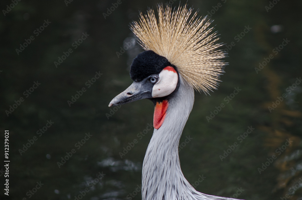 Fototapeta premium Portrait of a crowned crane