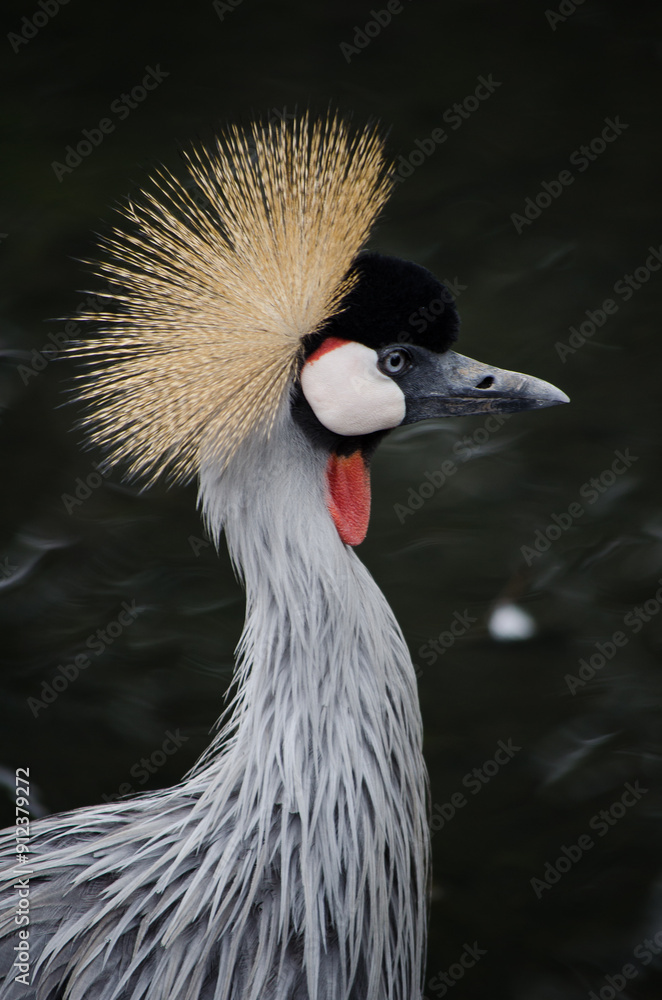 Fototapeta premium Portrait of a crowned crane