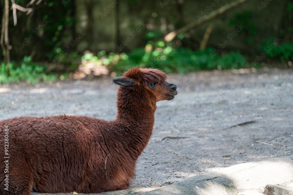 Fototapeta premium alpaca in the zoo
