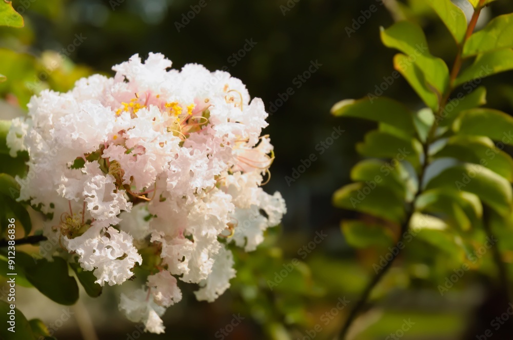 Blooming White Crape Myrtle flower, Lagerstroemia Indica known as Furush Ful Blooming White Crape Myrtle flower, Lagerstroemia Indica known as Furush Ful